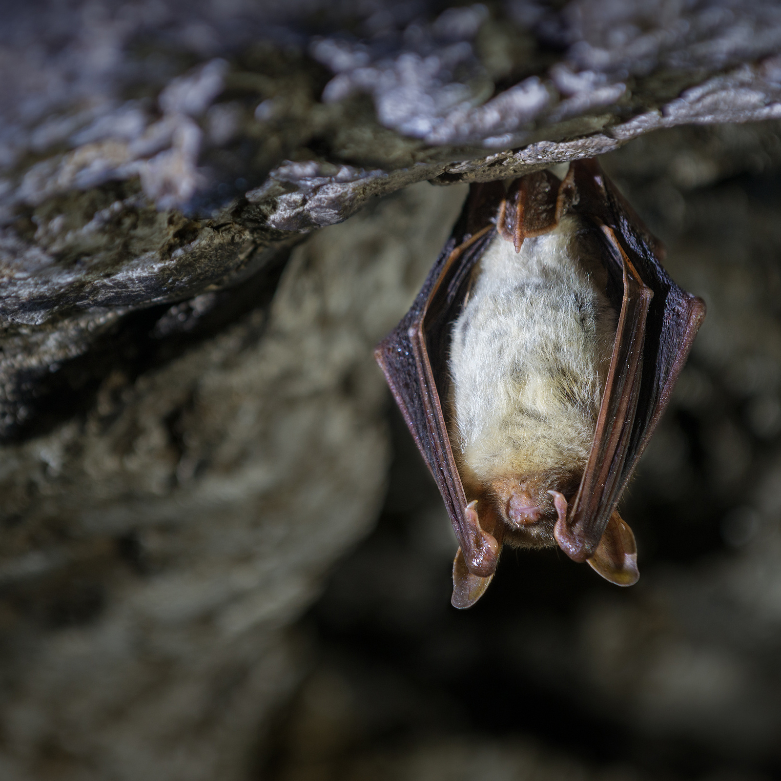 Fledermausnacht mit Wanderung